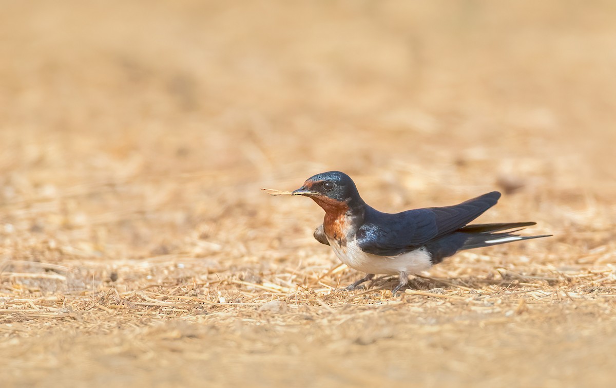 Red-chested Swallow - ML459647801