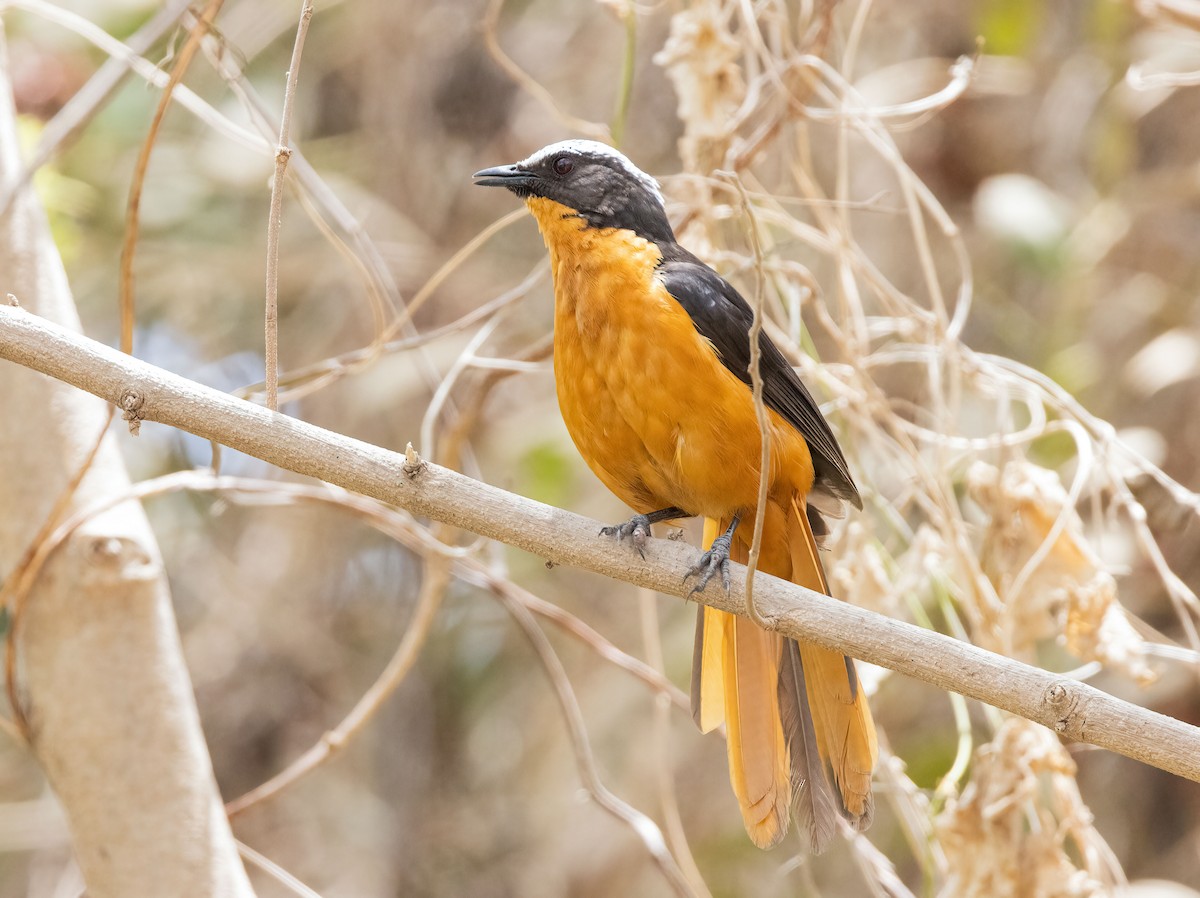 White-crowned Robin-Chat - Pascal De Munck