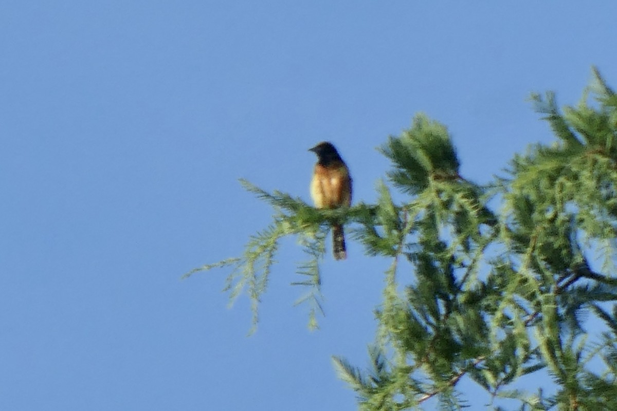 Orchard Oriole - ML459649571