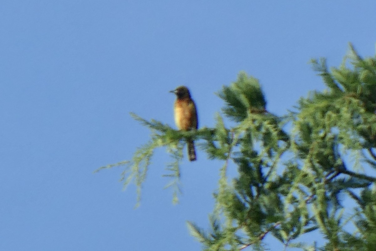 Orchard Oriole - ML459649591