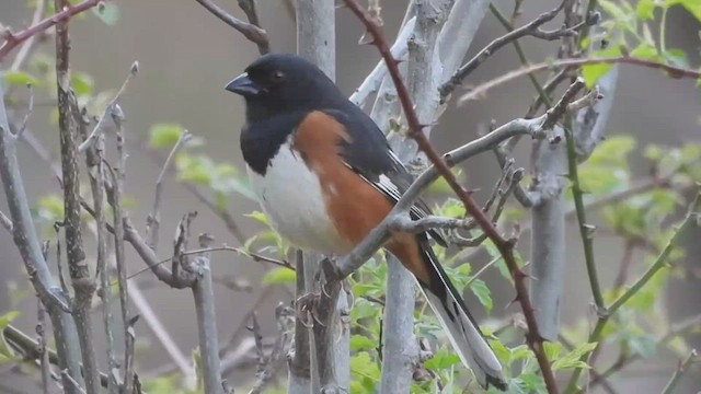 Eastern Towhee - ML459649741