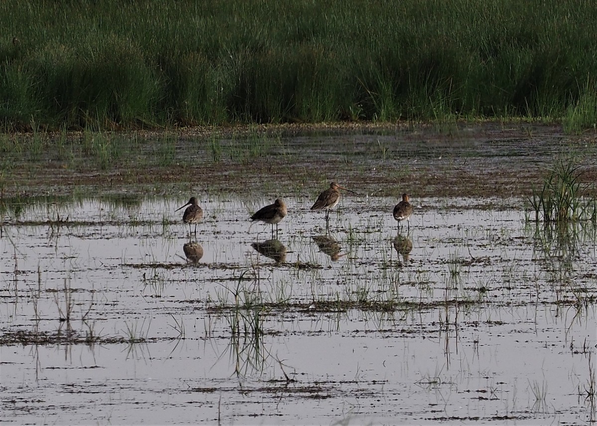 Black-tailed Godwit - ML459651061