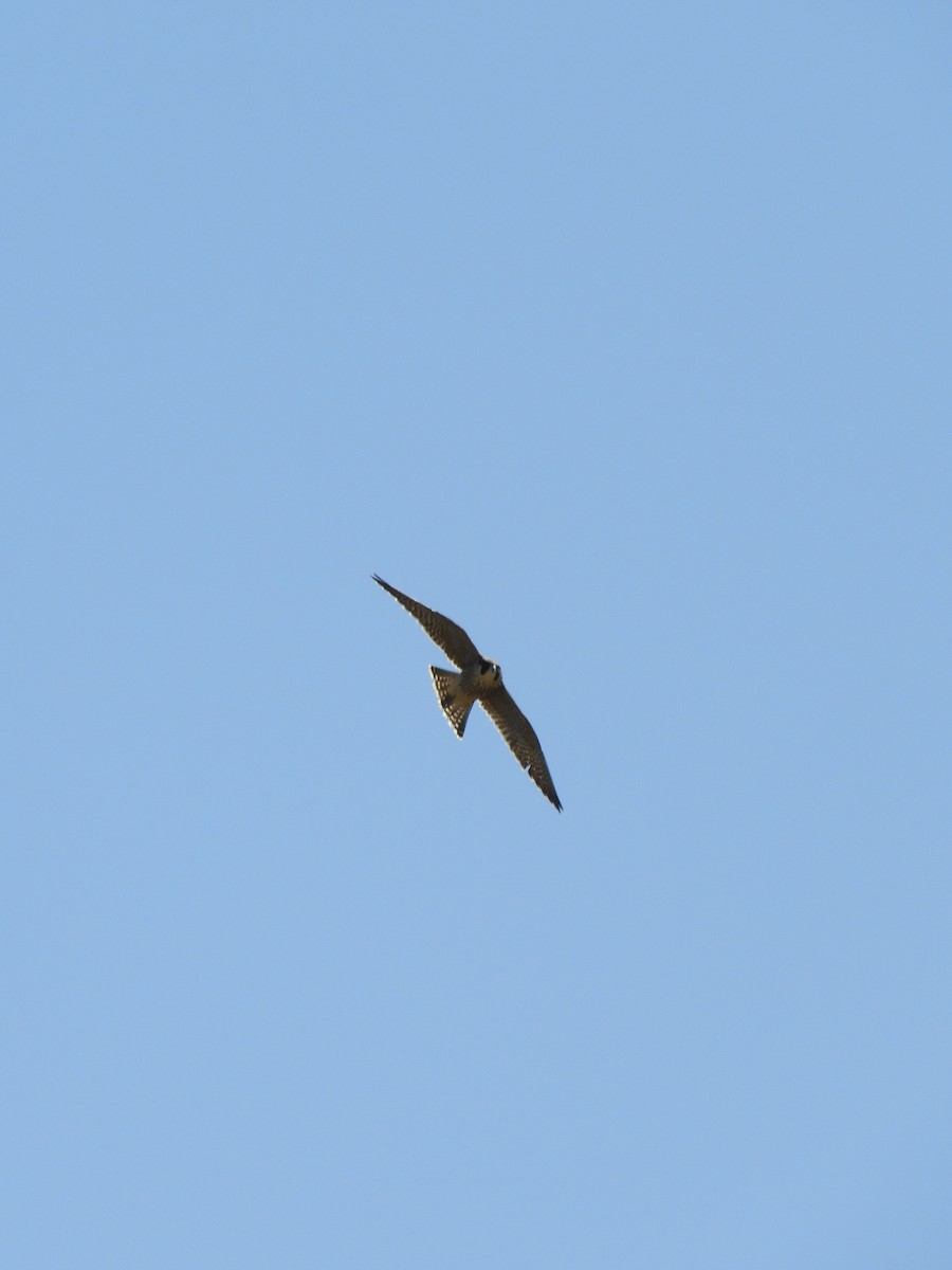 Eurasian Hobby - Jay Breidt