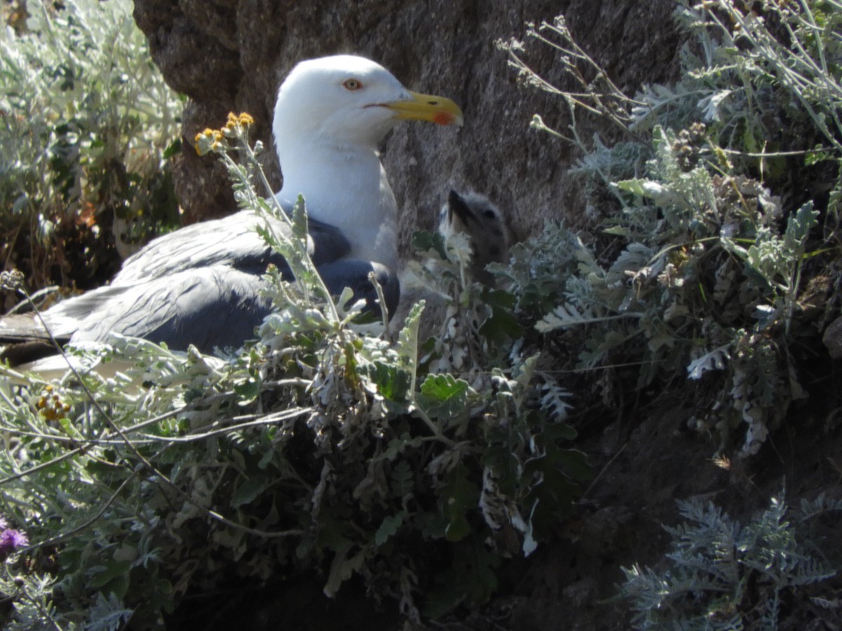 Gaviota Patiamarilla - ML459652711