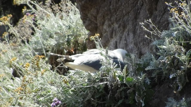 Gaviota Patiamarilla - ML459652811