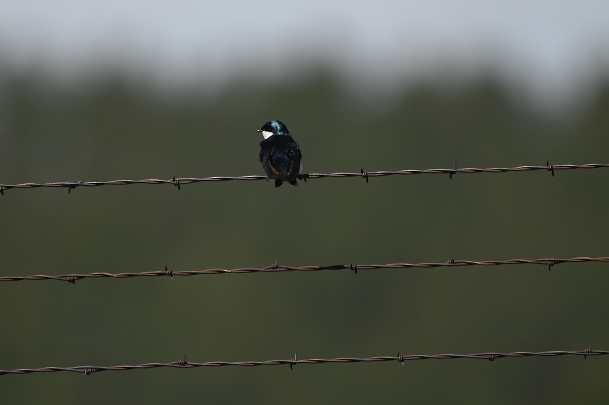 Golondrina Bicolor - ML459652981