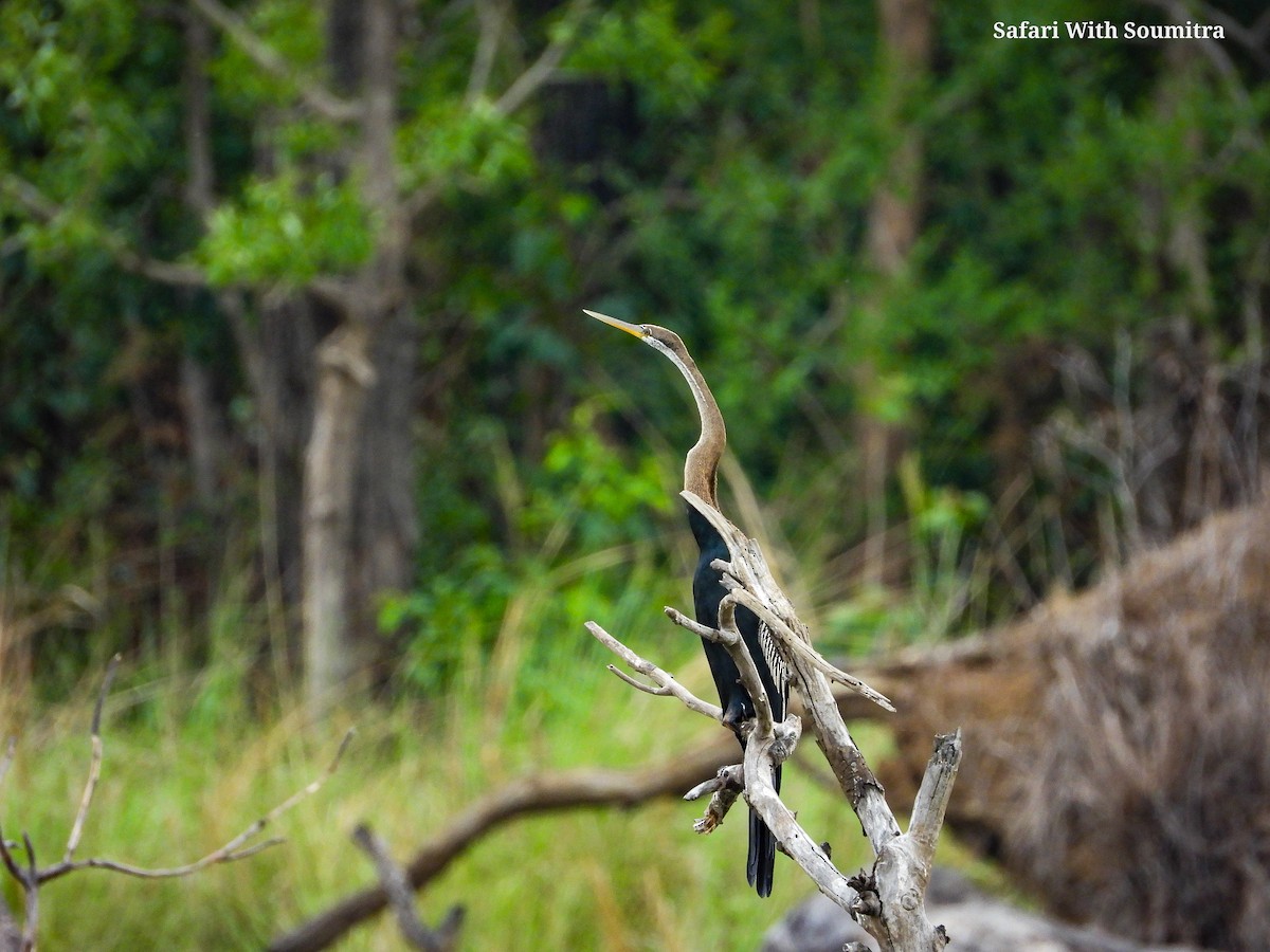 Anhinga roux - ML459653361