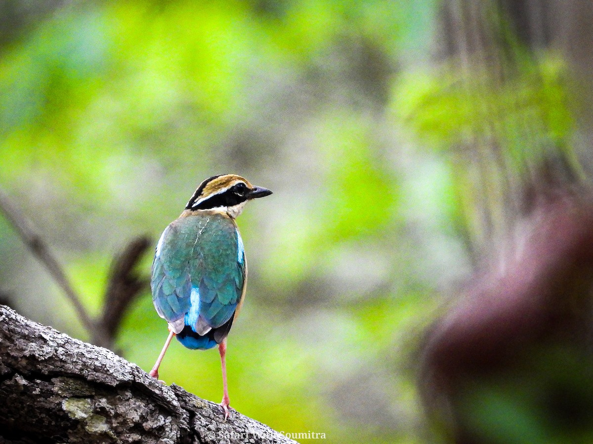 Indian Pitta - Soumitra shesh  Arya