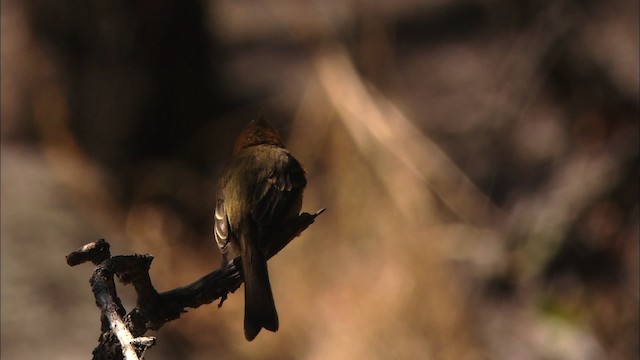 Tufted Flycatcher (Mexican) - ML459654