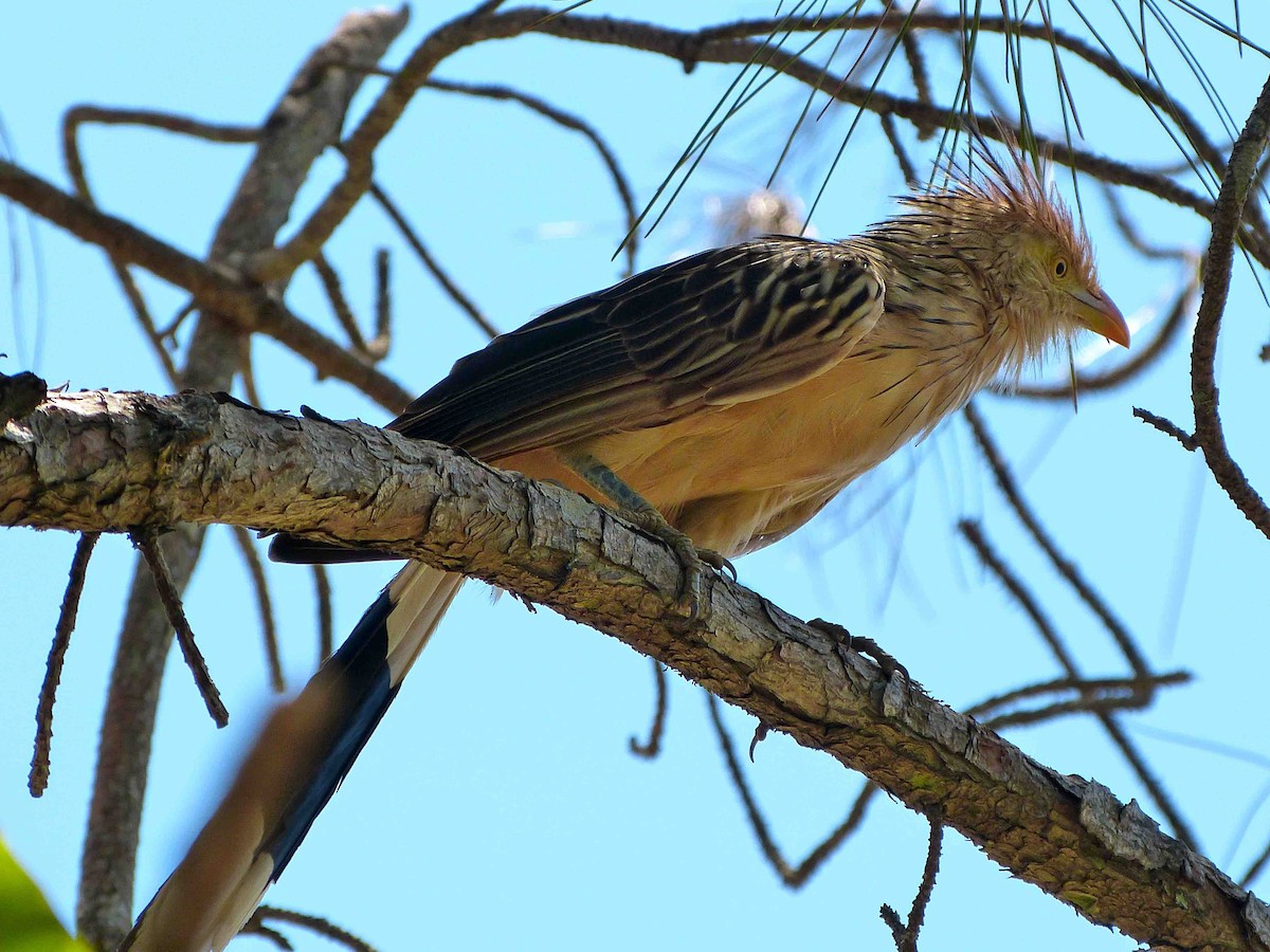 Guira Cuckoo - ML45965401