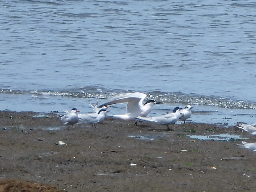 Sandwich Tern - Andrew Spears