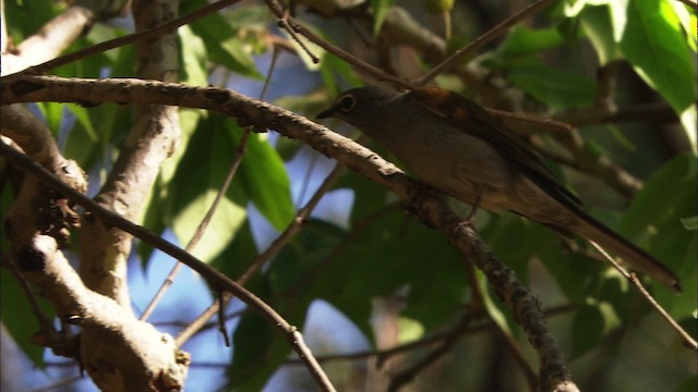 Brown-backed Solitaire - ML459658