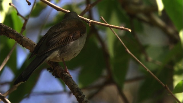 Brown-backed Solitaire - ML459659