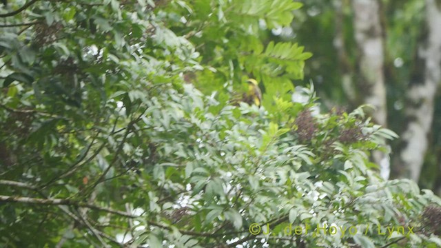 Lemon-browed Flycatcher - ML459659041