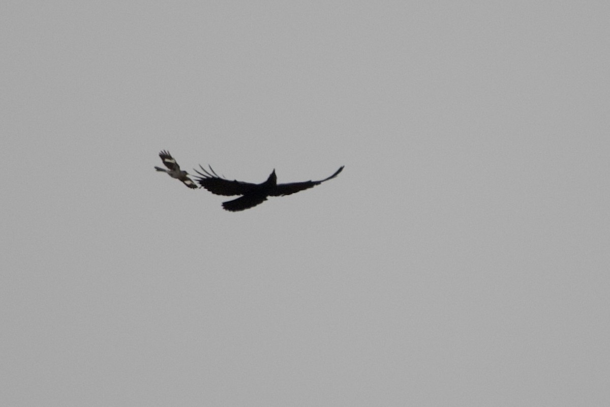 American Crow - ML459659301