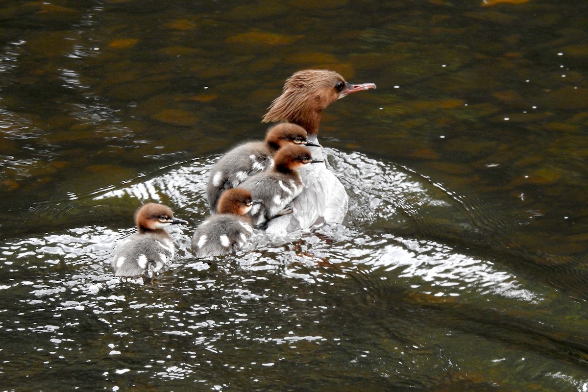 Common Merganser - ML459659491