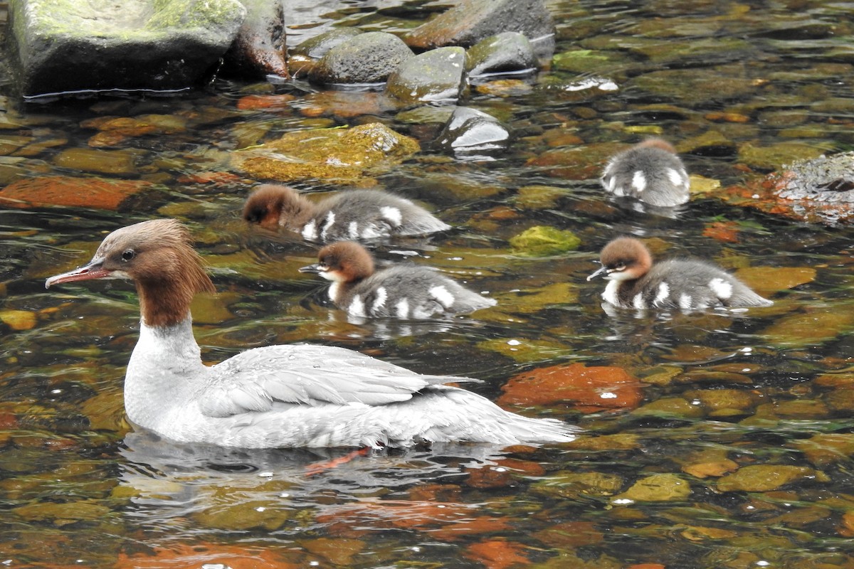 Common Merganser - ML459659551