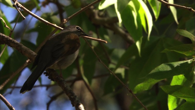 Brown-backed Solitaire - ML459660