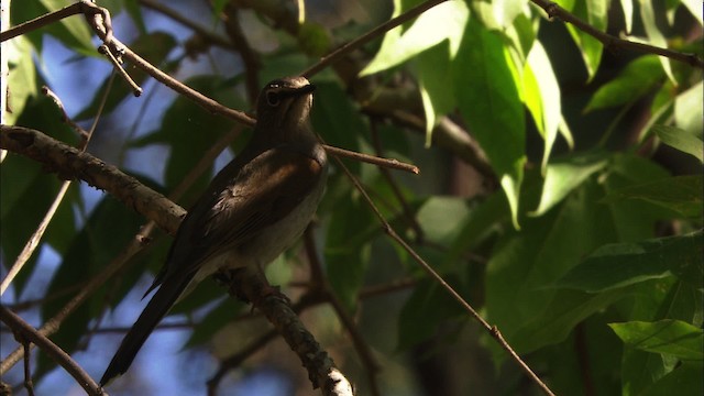 Brown-backed Solitaire - ML459661