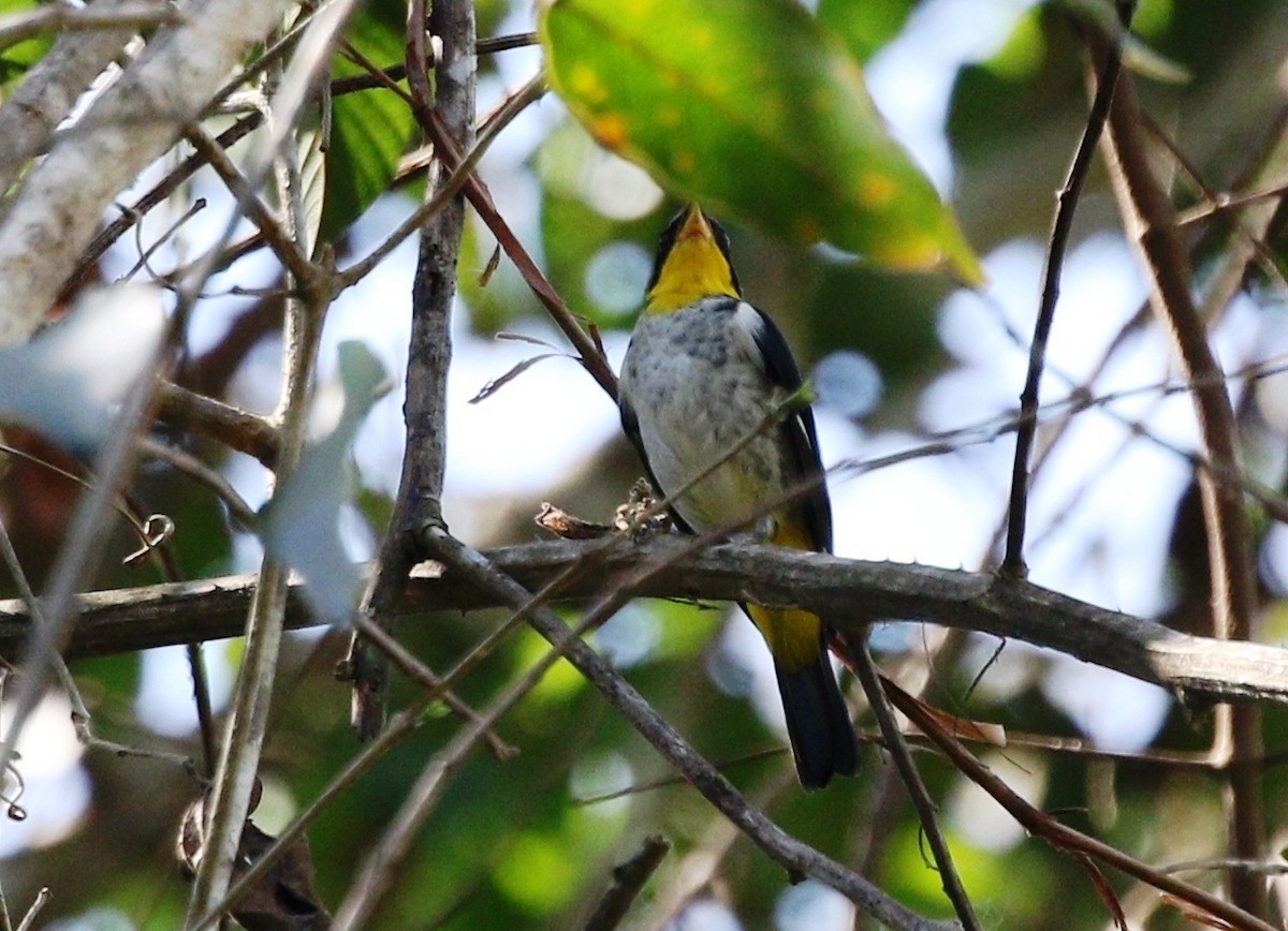 Yellow-backed Tanager - Richard Greenhalgh