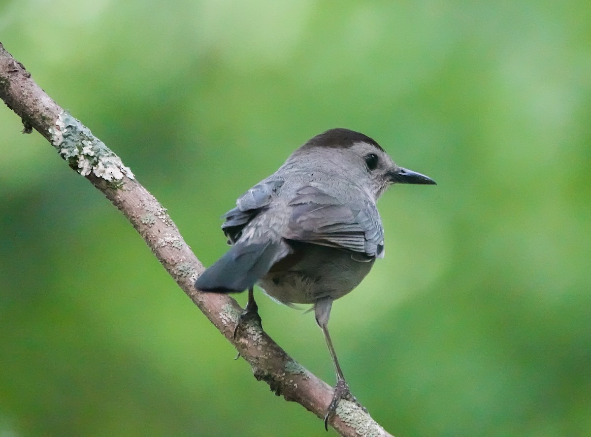 Gray Catbird - Dave Hart