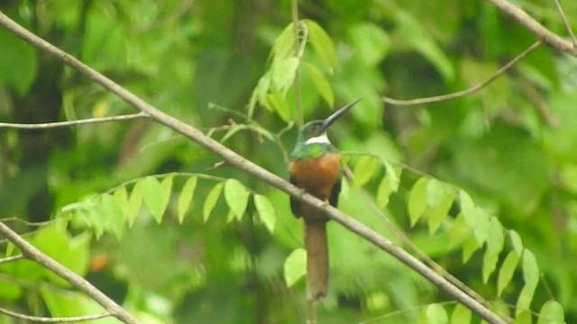 Jacamar à queue rousse - ML459661541