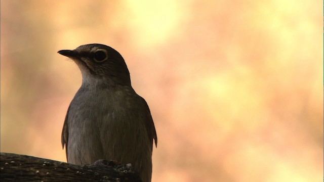 Brown-backed Solitaire - ML459662