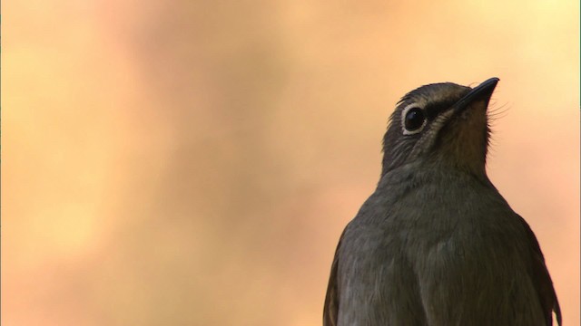 Brown-backed Solitaire - ML459663