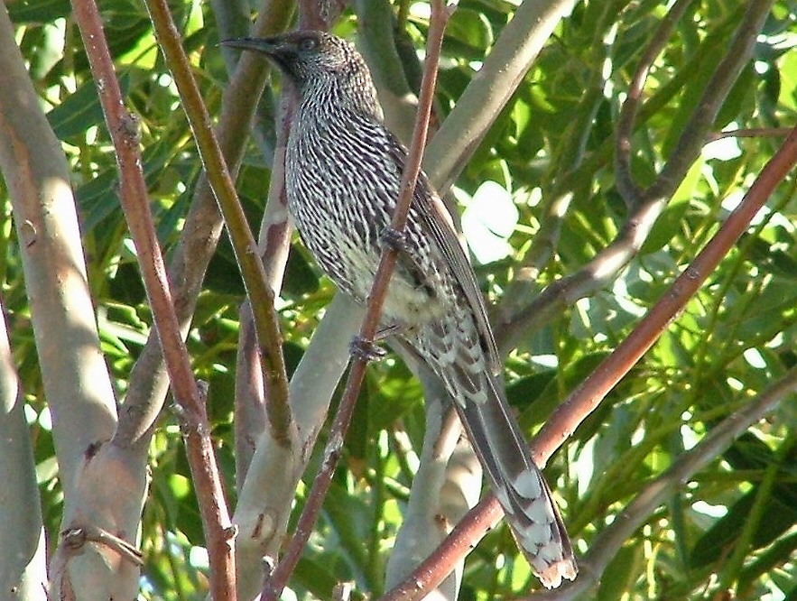 Little Wattlebird - ML459663201