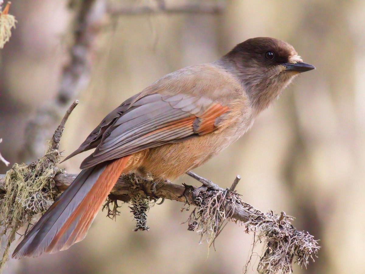 Siberian Jay - ML459663981