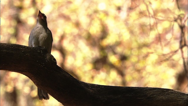 Brown-backed Solitaire - ML459664