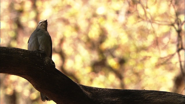 Brown-backed Solitaire - ML459665