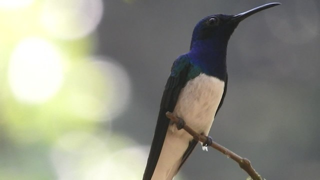 White-necked Jacobin - ML459665441