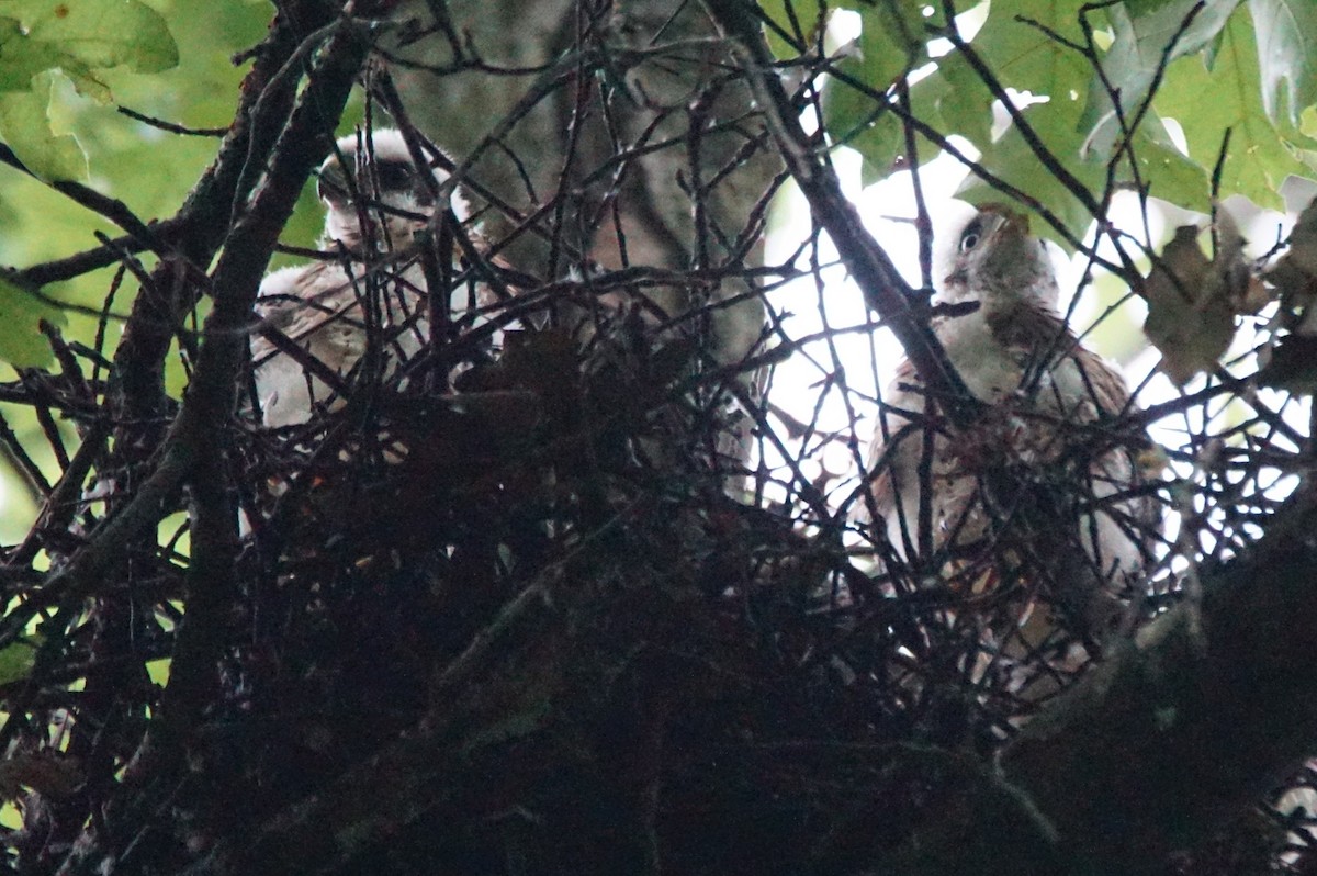 Cooper's Hawk - Dennis Mersky