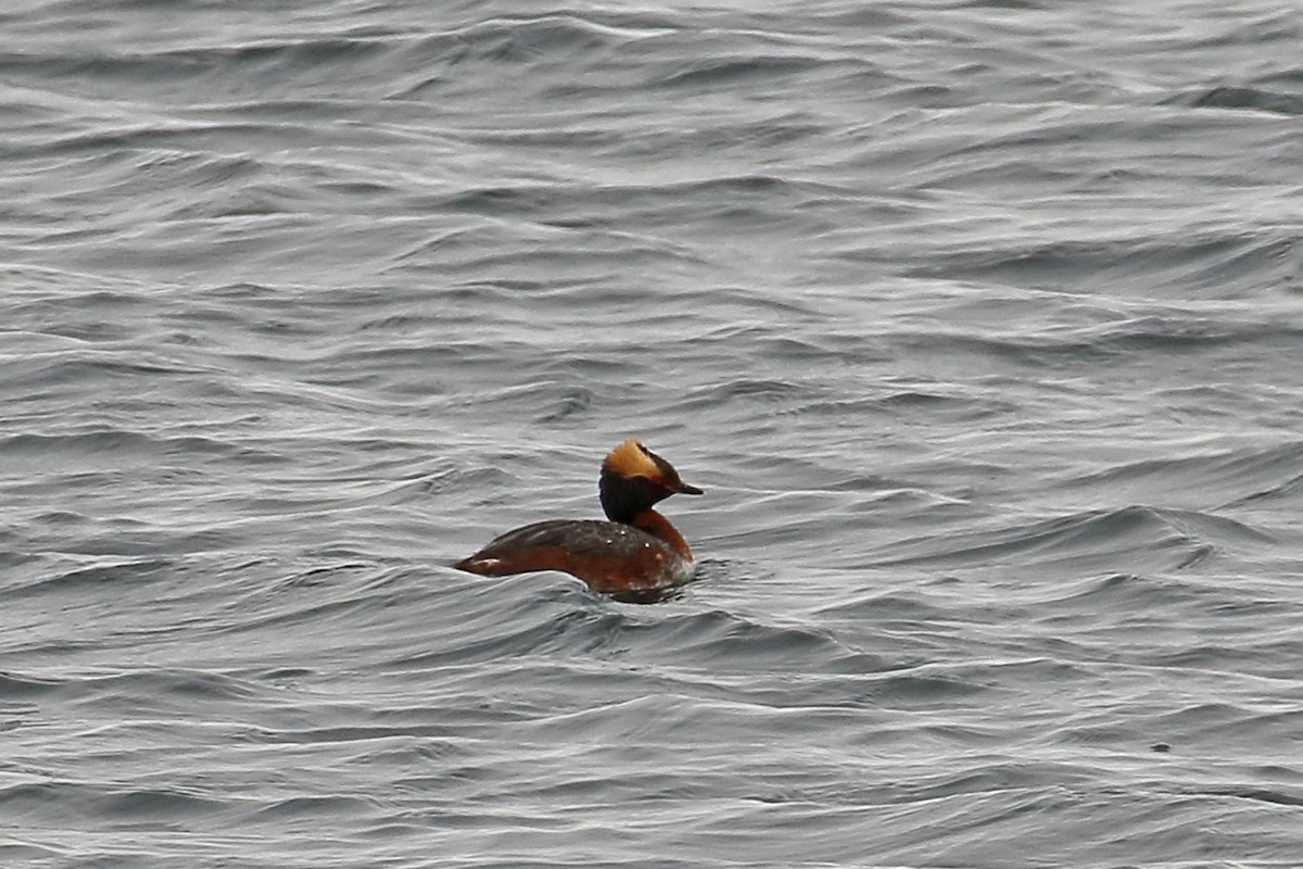 Horned Grebe - Joe Wing