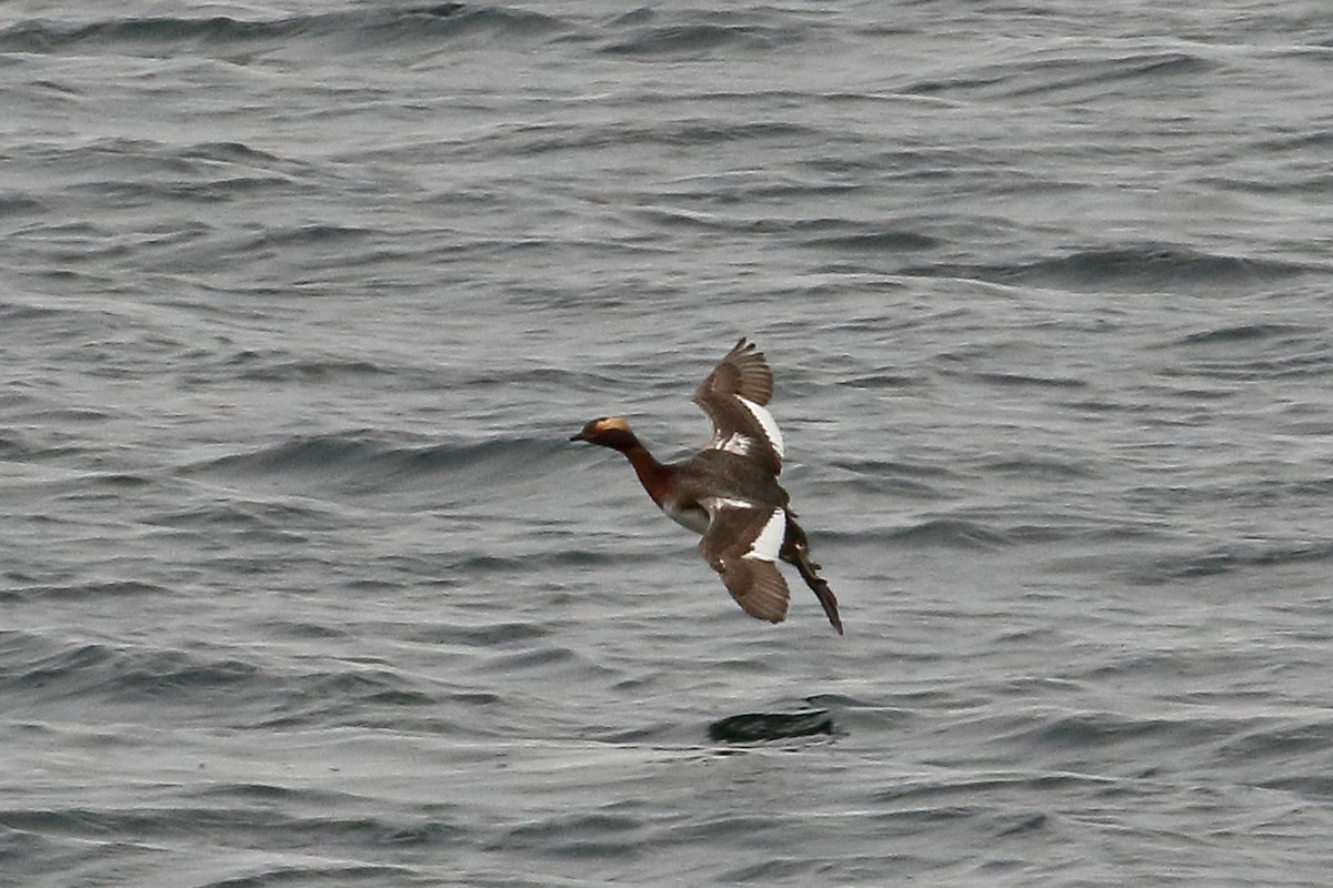 Horned Grebe - Joe Wing