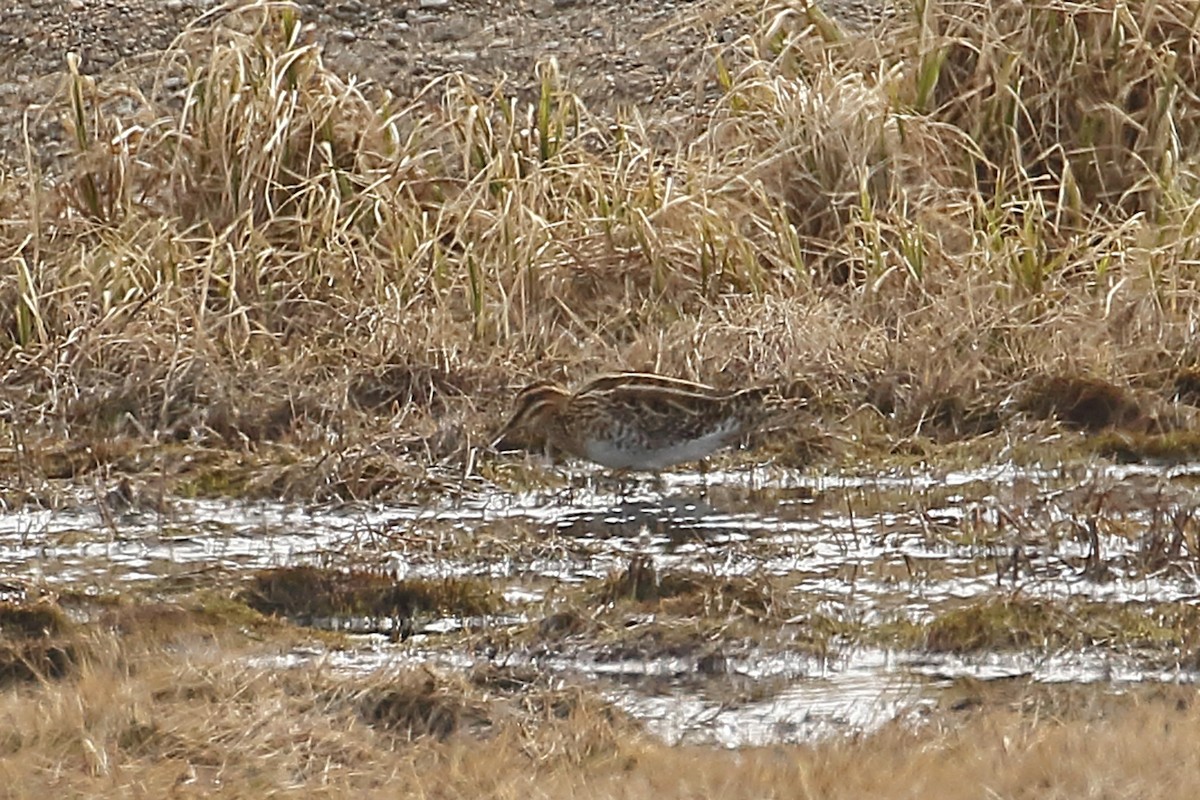 Common Snipe - ML459665931