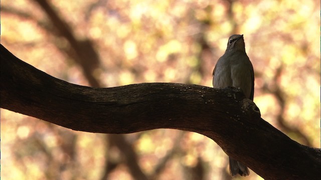 Brown-backed Solitaire - ML459666