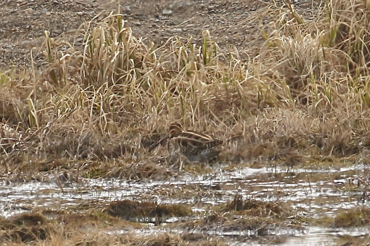 Common Snipe - ML459666021