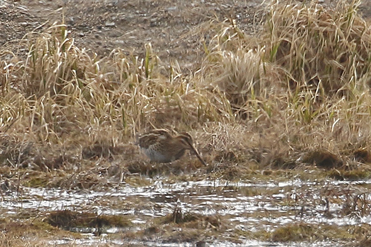 Common Snipe - ML459666051