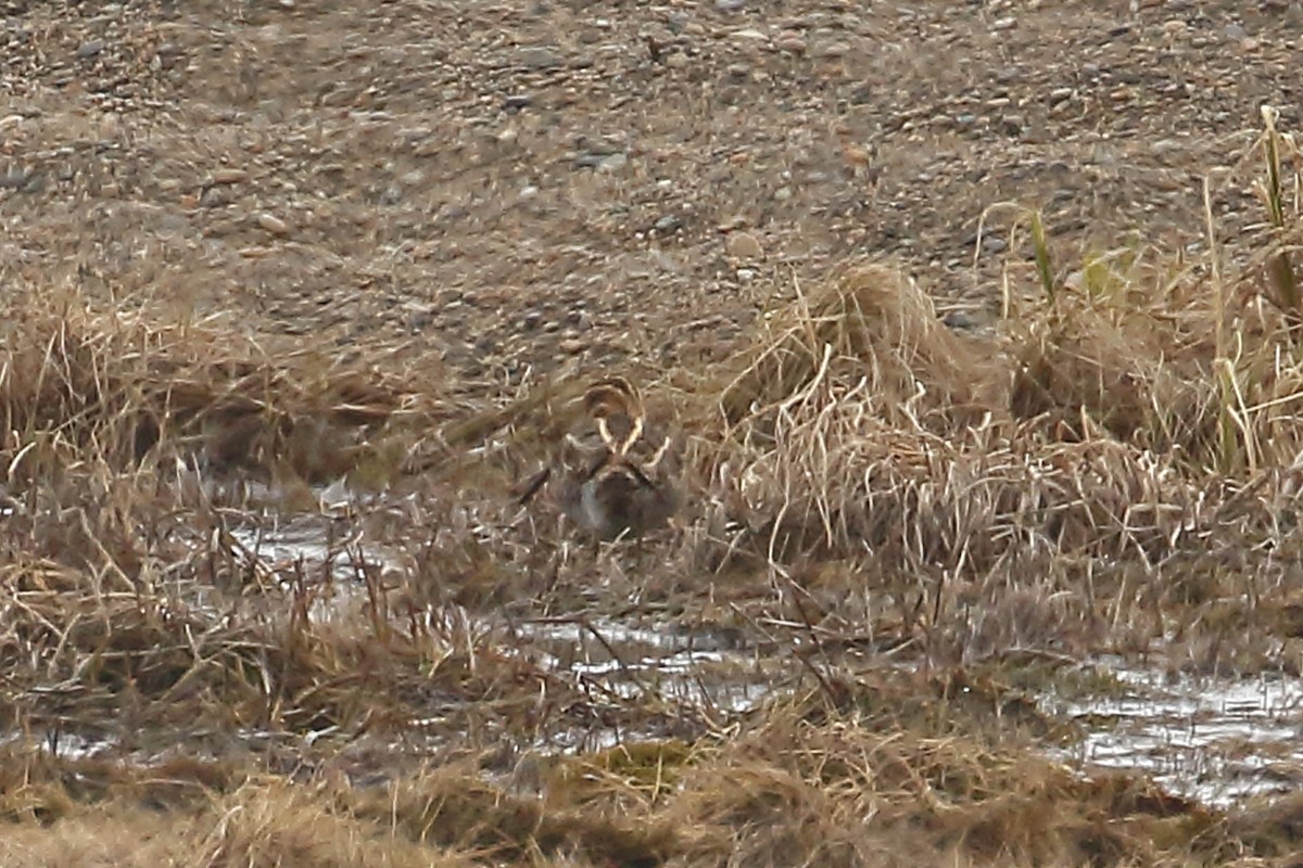 Common Snipe - ML459666081