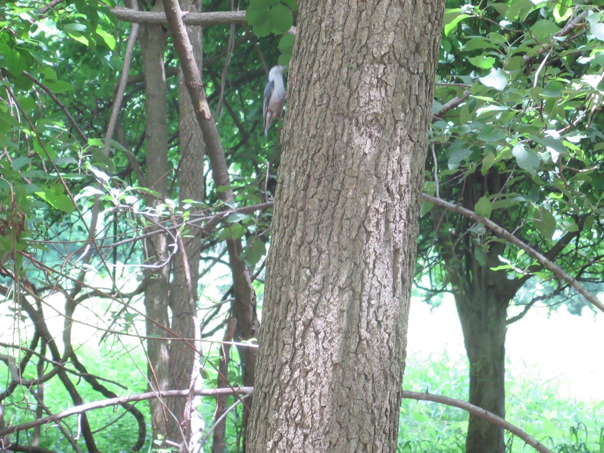 White-breasted Nuthatch - ML459666381