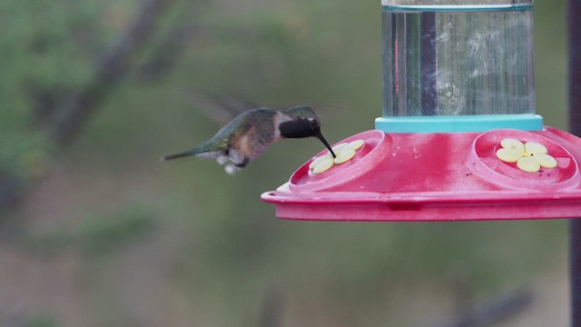 Lucifer Hummingbird - ML459666831