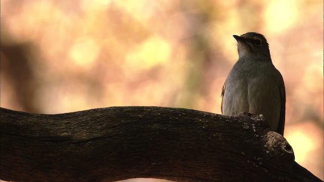 Brown-backed Solitaire - ML459667