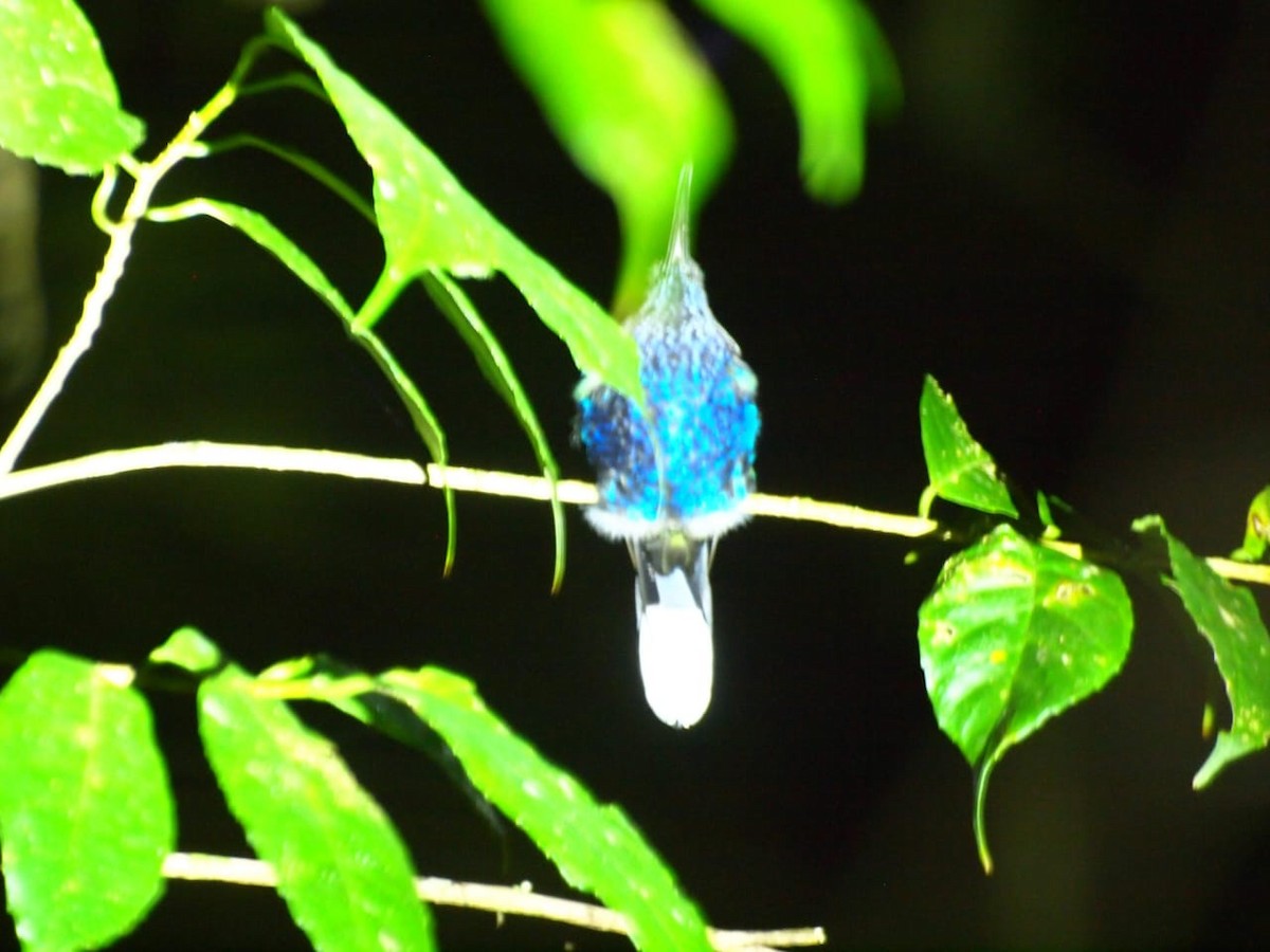 Green Hermit - Dilish Madhumal cherumanalil