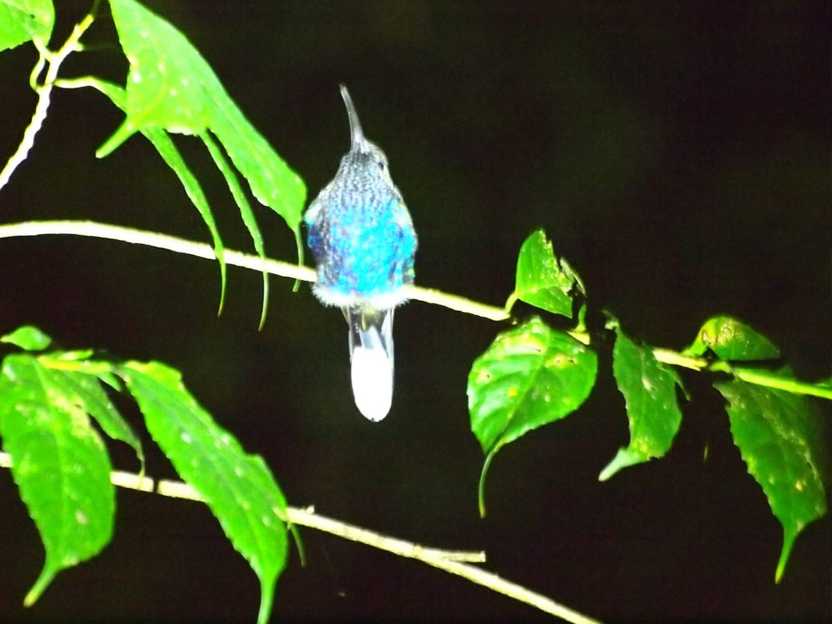 Grünschattenkolibri - ML459667721