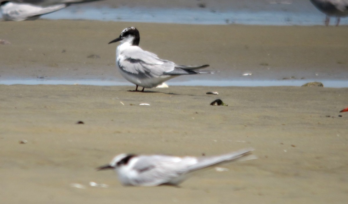 Arctic Tern - ML459668741