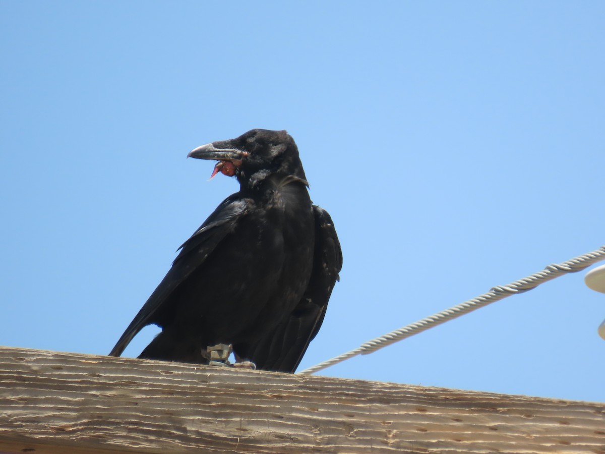 Chihuahuan Raven - ML459669601