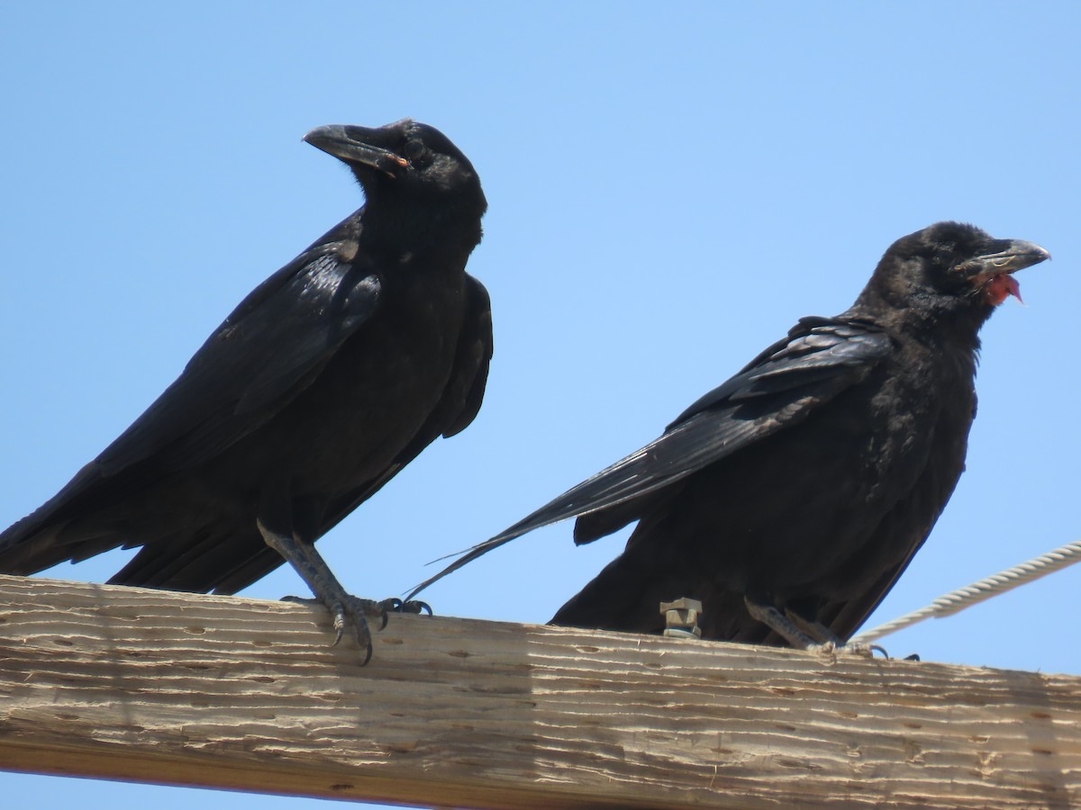 Chihuahuan Raven - ML459669641