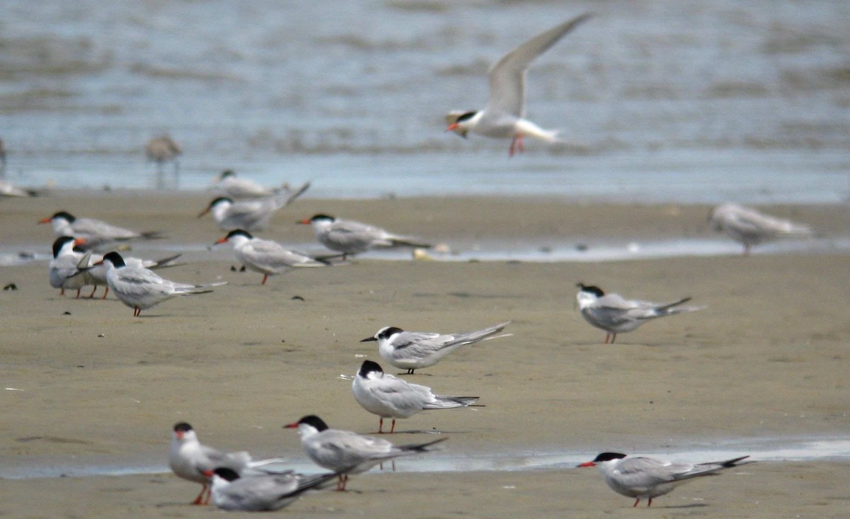 Arctic Tern - ML459670421